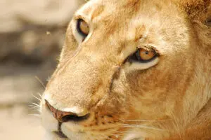 Fantastic predator sightings. 