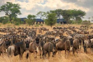 Wildebeest congregating around camp.