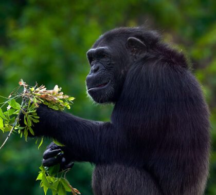 Chimpanzee, Pan troglodytes, feeding leaves on the tree trunk in the dark forest. Black monkey in the nature habitat, Uganda in Africa. Chimpanzee in the habitat, wildlife nature. Monkey primate food.