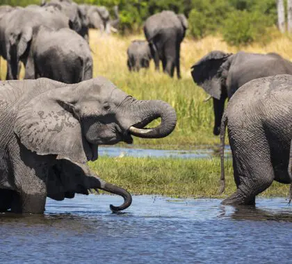 herd of elephants gathering at water hole, Moremi Game Reserve, Botswana