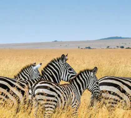 Qué esperar: Un día típico de safari en África