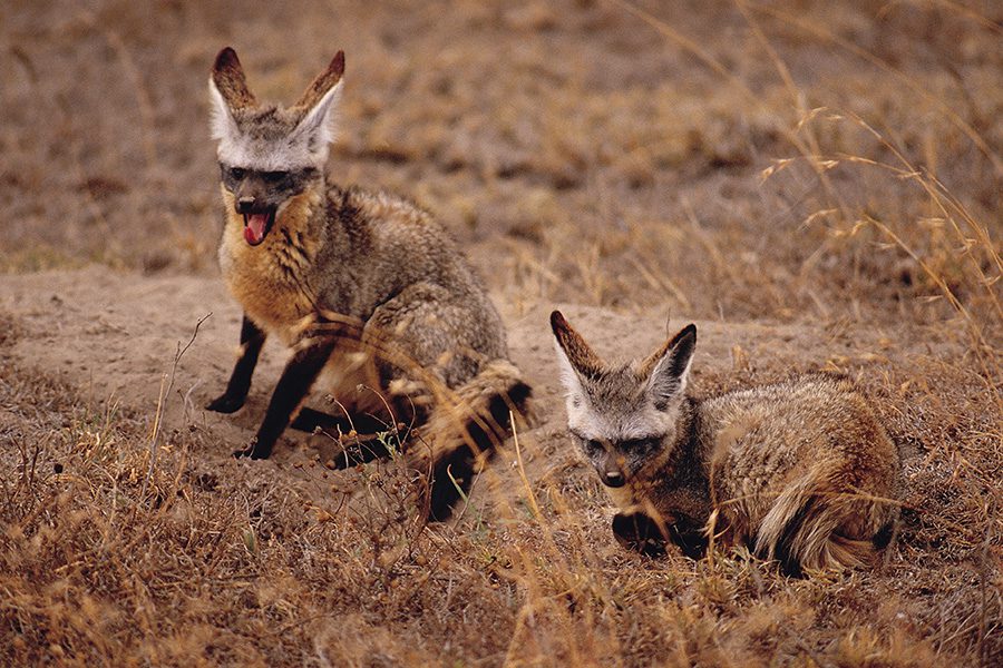 Two bat-eared foxes in the plains of Botswana.