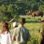 Learn about the conservation efforts of Borana Conservancy in the protection of rhino. 