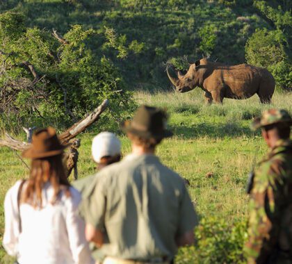 Walk with Rhinos experience at Borana Lodge.