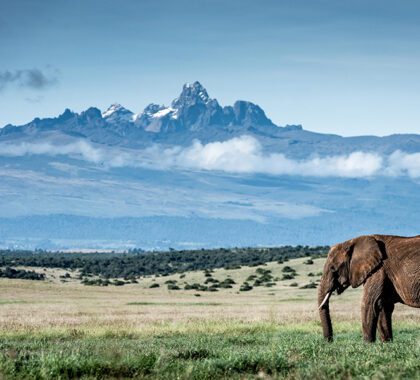 Two giants of Kenya: An elephant and Mount Kenya.