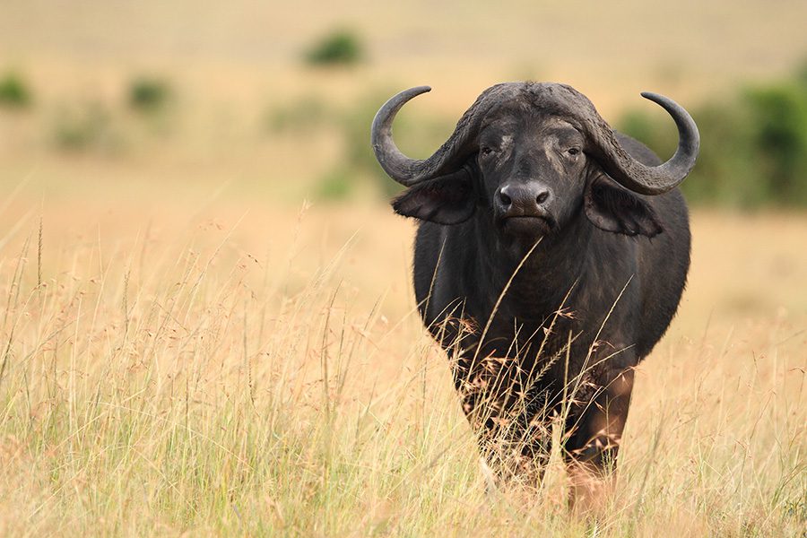 Front view of a buffalo standing in the grasslands of Botswana.