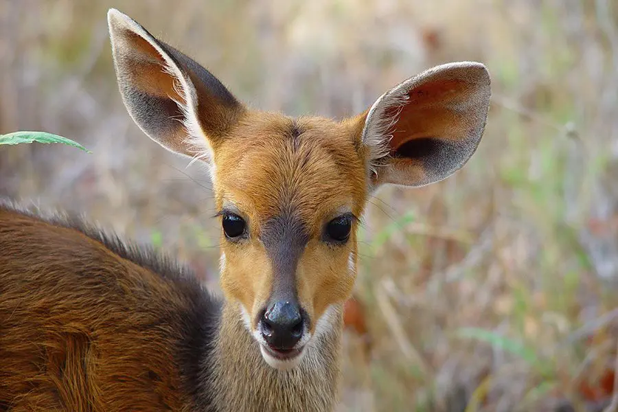 Primer plano de un bushbuck joven en Botsuana.