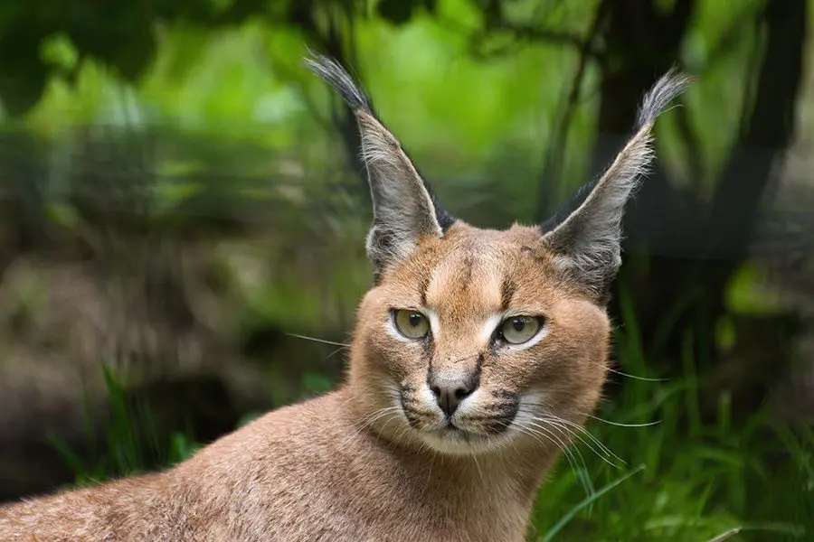 Primer plano de un caracal en Botsuana.