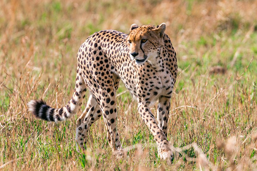 cheetah-5-2