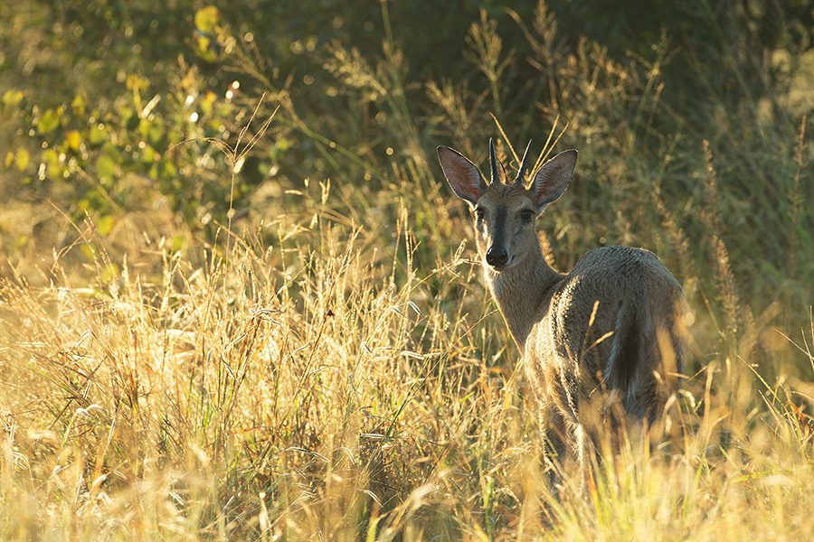 Duiker looks back while walking through the grasslands of Botswana.
