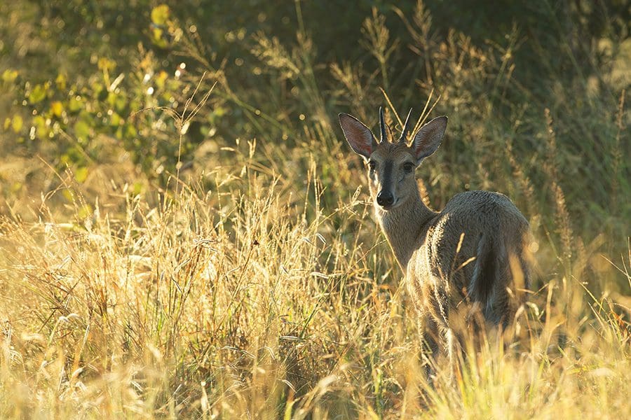 Duiker mira hacia atrás mientras camina por las praderas de Botsuana.