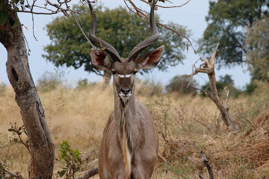Vista frontal de un Kudu entre los árboles | Go2Africa