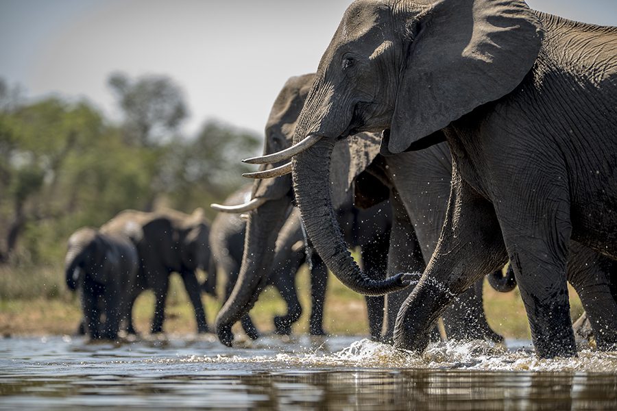 Elephants drinking water at a waterhole in Botswana.