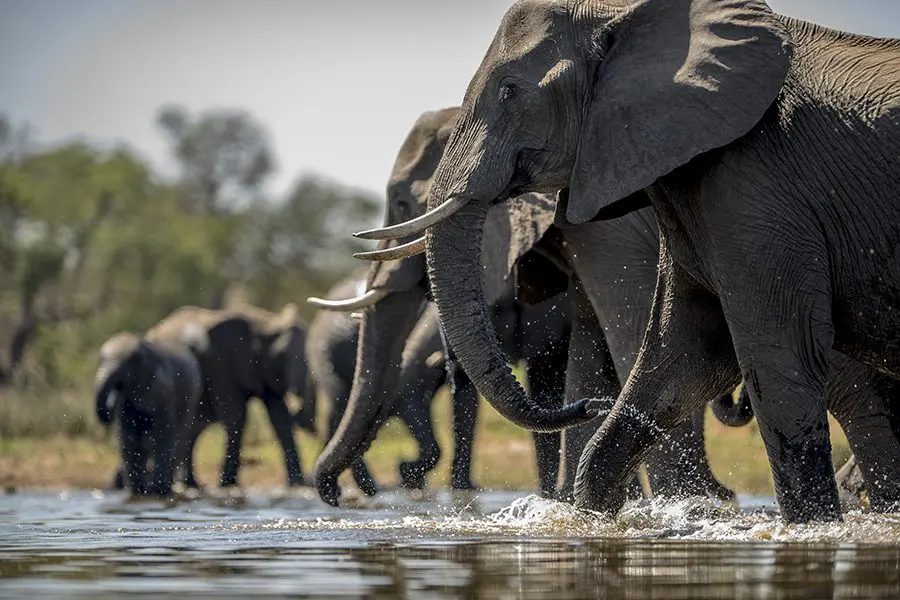 Elefantes bebiendo agua en una charca de Botsuana.