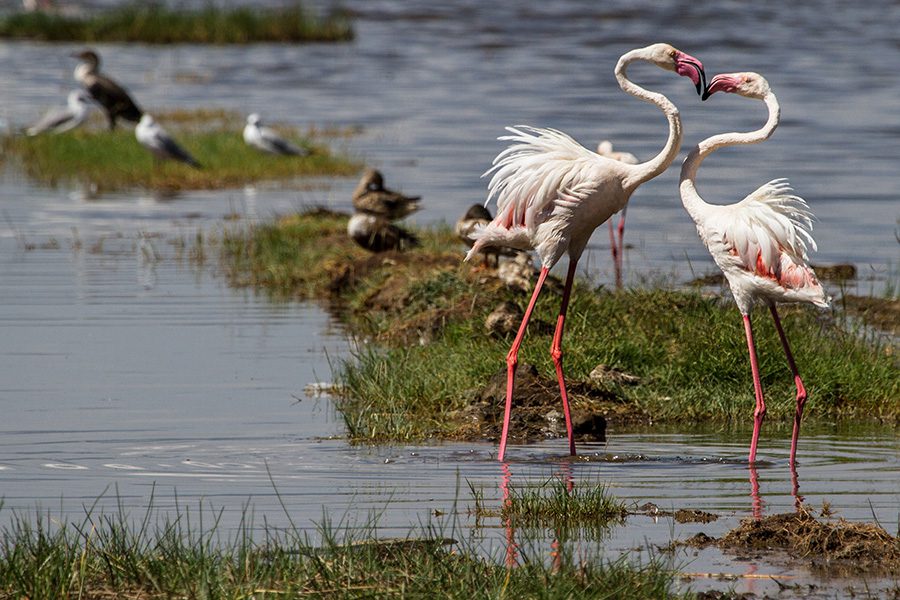 Two flamingos make a heart shape with their heads and necks in the wetlands of Botswana.