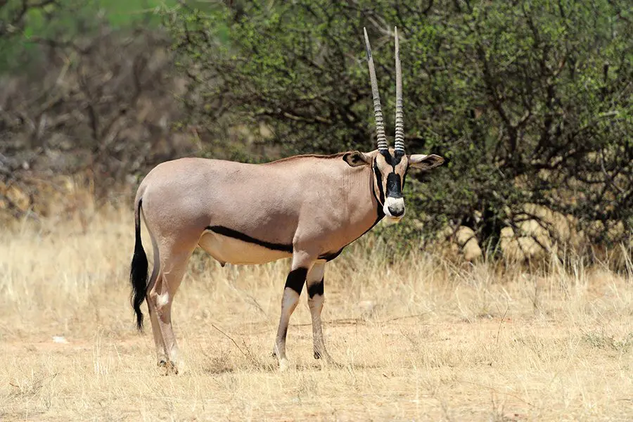 Un gemsbok en Botsuana.