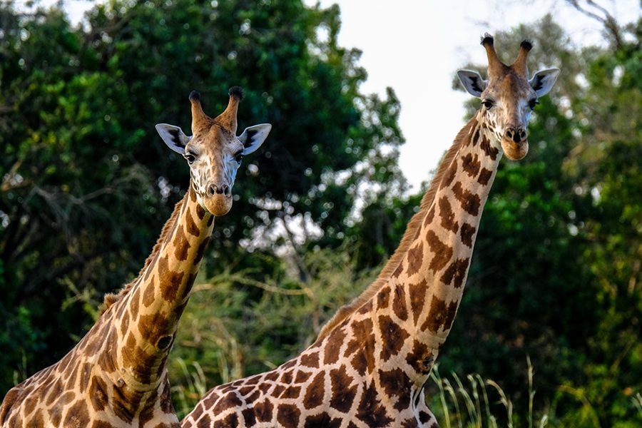 Two giraffes stand near each other in Botswana.