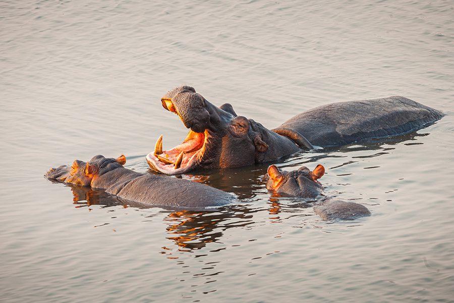 Hippos cooling off in the water in Botswana.