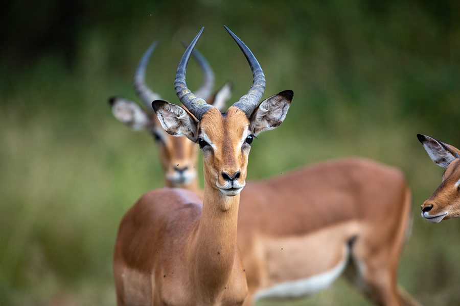Three impala standing around in Botswana.