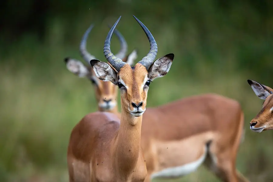 Three impala standing around in Botswana.