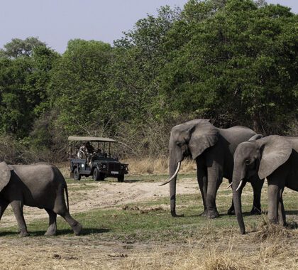 KuKaya--Driving-safari_elephants