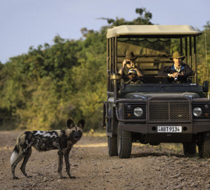 KuKaya--Driving-safari_wild-dogs