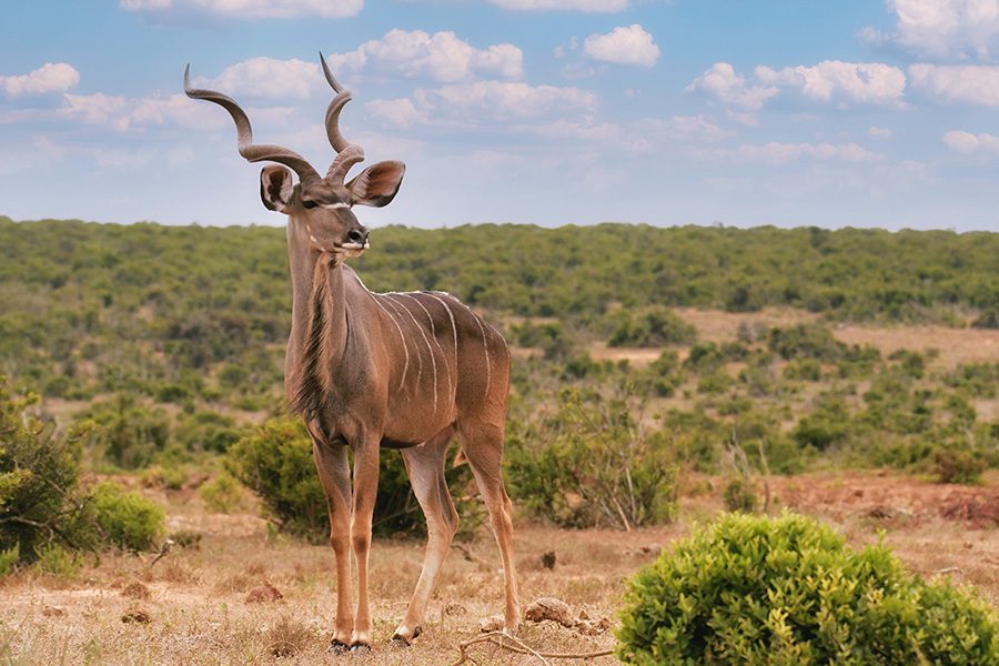 A kudu stands in the plains of Botswana.