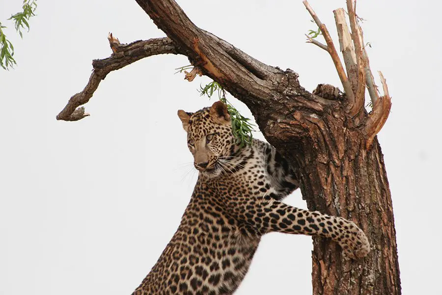 Un leopardo trepando a un árbol en Botsuana.
