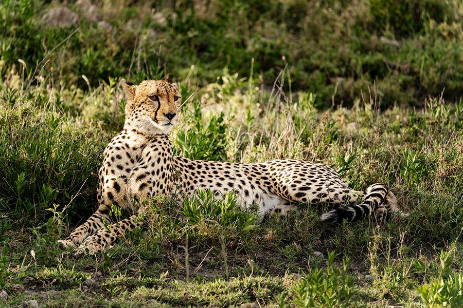 A cheetah lying down in the grass in Botswana.