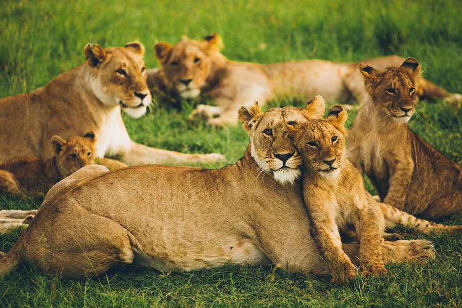A pride of lions lying down in the grass in Botswana.