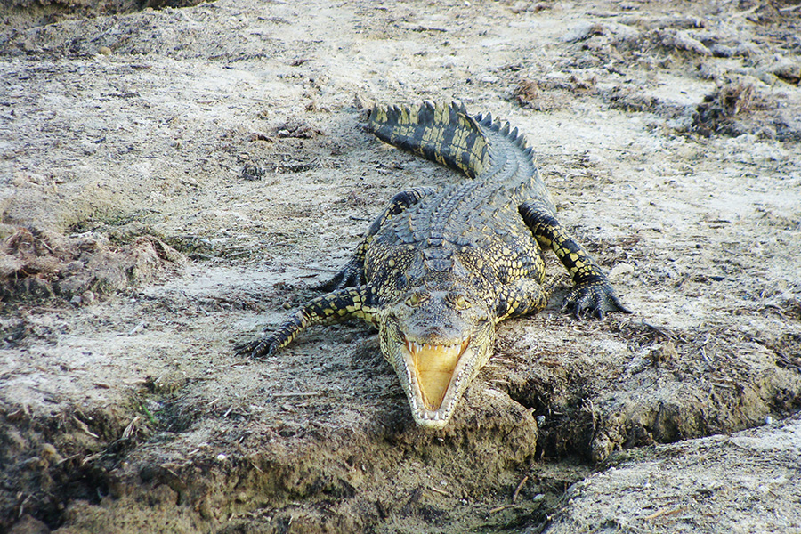 Nile crocodile with its mouth open in Botswana.