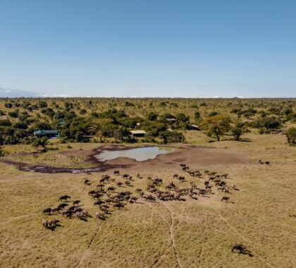 Porini Rhino Camp - buffalo near the camp