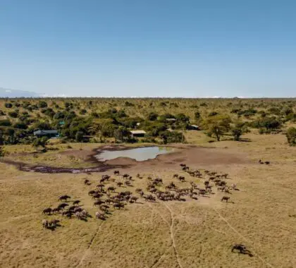 Porini Rhino Camp - buffalo near the camp