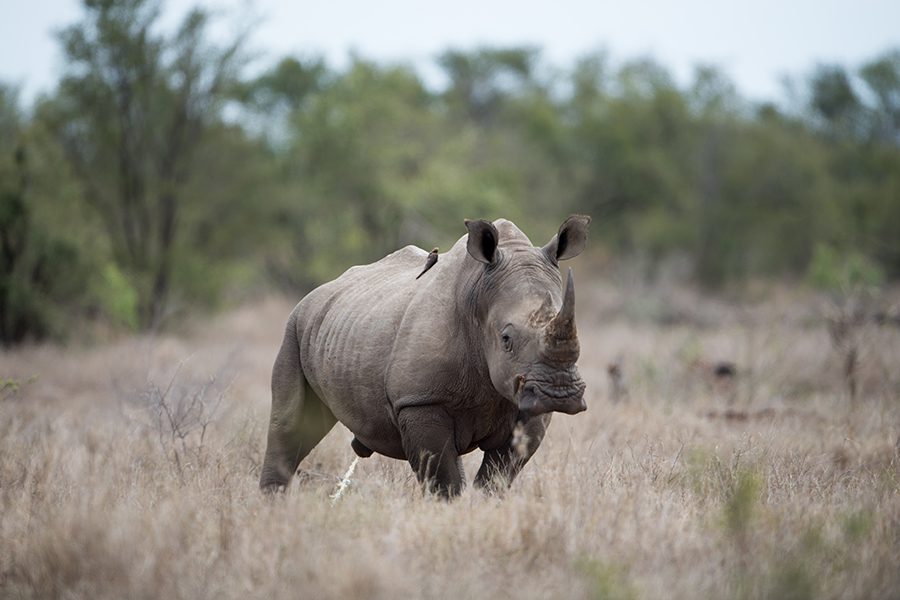 Rhino standing in the plains of Botswana.