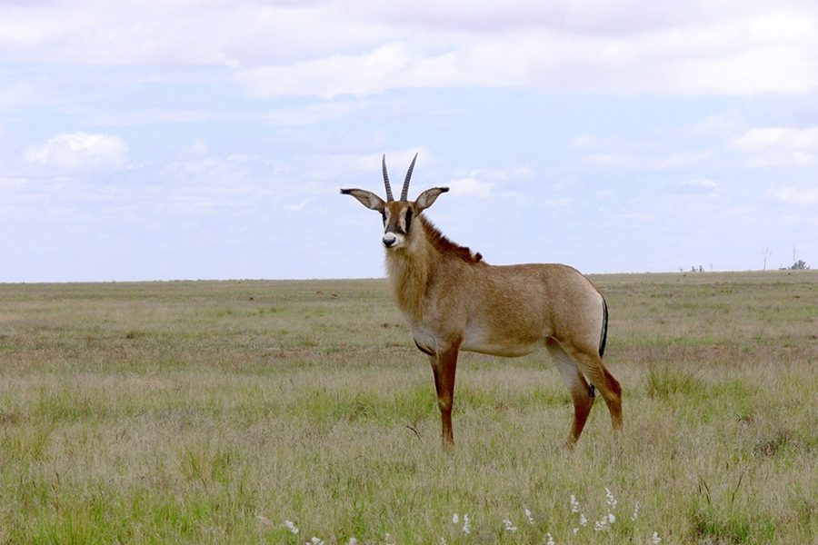 Roan antelope standing in the grasslands of Botswana.