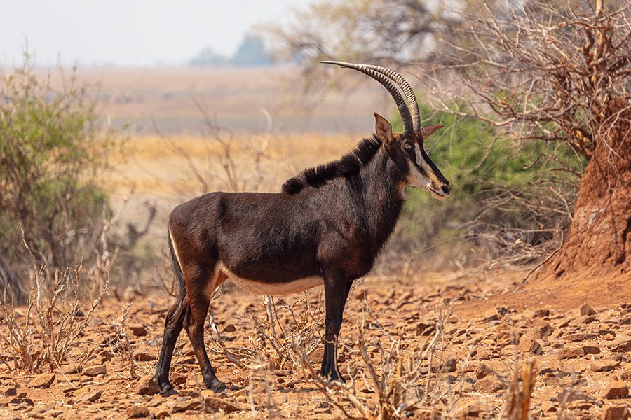 Sable antelope standing in the plains of Botswana.