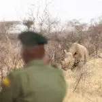 Rastrear rinocerontes a pie | Saruni Rhino