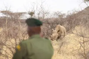 Rastrear rinocerontes a pie | Saruni Rhino