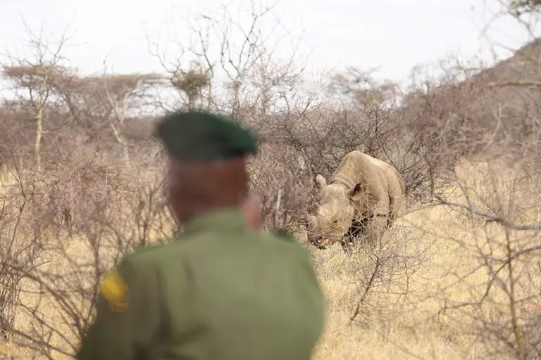 Rastrear rinocerontes a pie | Saruni Rhino