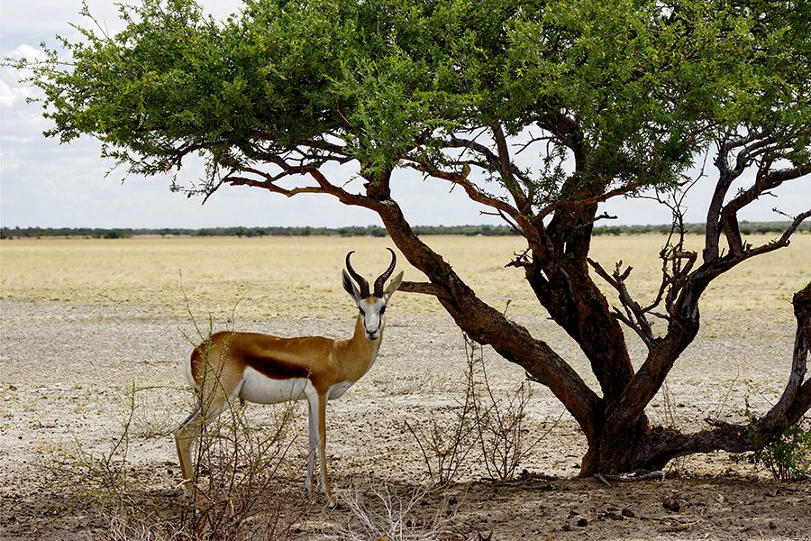 Springbok standing under the shade of a tree in Botswana.
