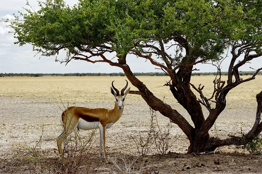 Springbok bajo la sombra de un árbol en Botsuana.