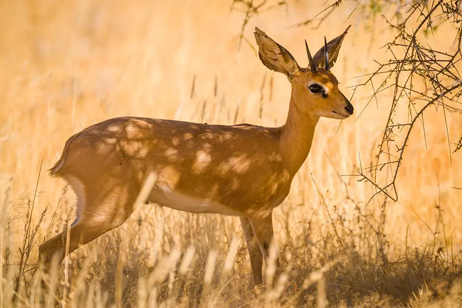 Un steenbok pasta hierba en Botsuana.