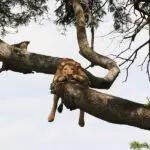 Tree climbing lions. 