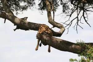 Tree climbing lions. 