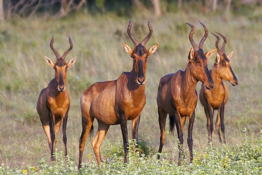A group of tsessebes standing in the grasslands of Botswana.