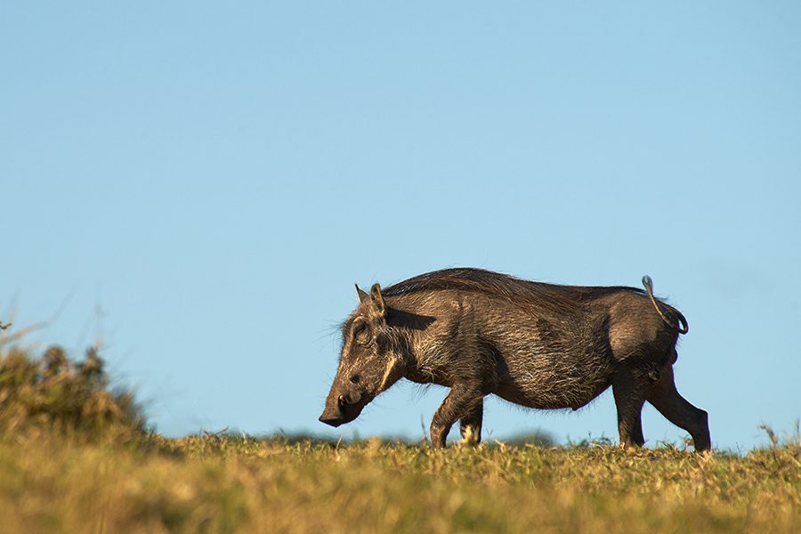 Warthog walking across the plains of Botswana.