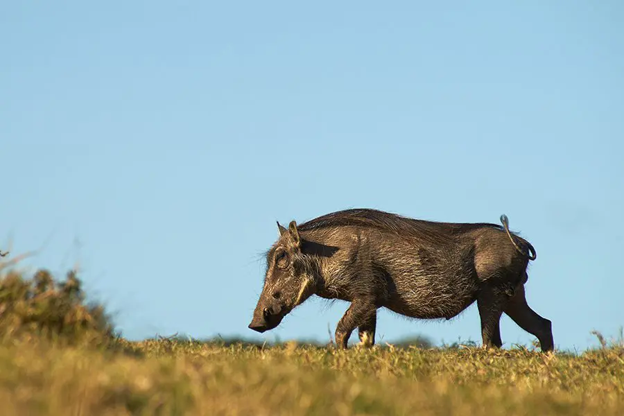 Warthog caminando por las llanuras de Botsuana.