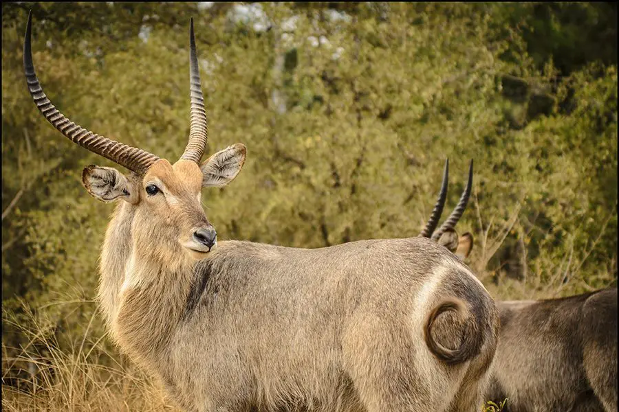 Waterbuck in Botswana.