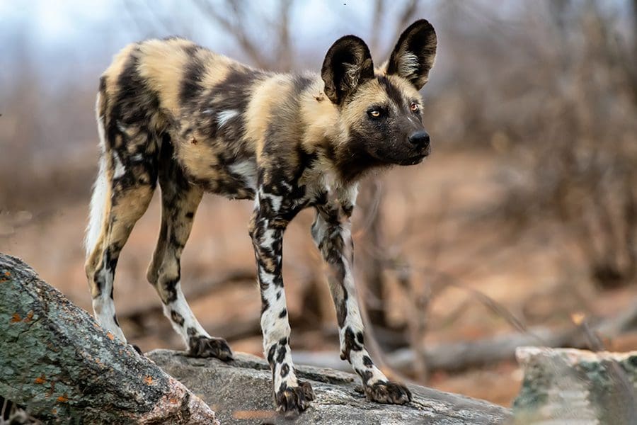 Wild dog standing on a fallen tree in Botswana.