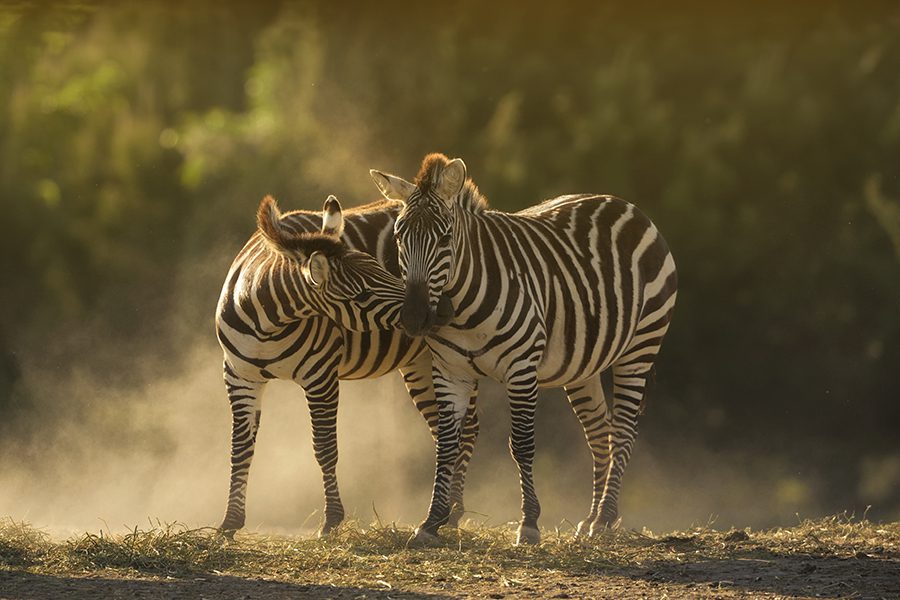 Zebras playing in the plains of Botswana.